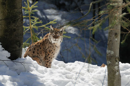 Winterurlaub im Nationalpark 